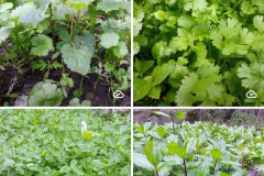 اثر عکس مدرس مائده بابائی چافجیری از گیلان